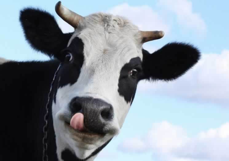 cow