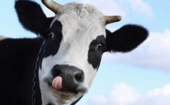 cow